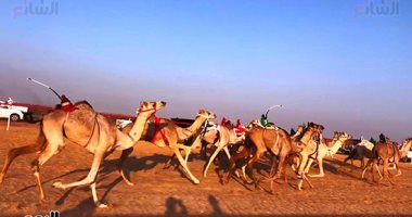 سباقات الهجن رياضة تراثية قديمة تتألق على الساحل الشمالى.. رياضة العرب الأولى تعود للأضواء فى مصر.. وتجذب متابعين جدد لمشاهدتها وآلاف يجنون خيراتها.. و800 جمل تشعل المنافسات وأغلى بعير بـ600 ألف جنيه.. صور