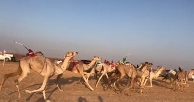 انطلاق فعاليات أول سباق للهجن فى الموسم الجديد بشرم الشيخ اليوم