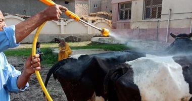 علاج ورش 94 ألفا و545 رأس ماشية ضمن جهود الطب البيطرى بالبحيرة