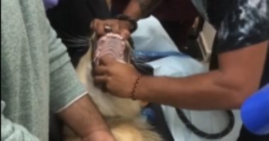 خلعوا للأسد 3 ضروس وفاق والدكتور ايده في بقه.. مشاهد تحبس الأنفاس من داخل عيادة أسنان 