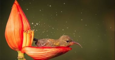 شوف الزهور واتعلم.. مصور طيور يوثق لقطات ساحرة على أغصان الأشجار.. ألبوم صور