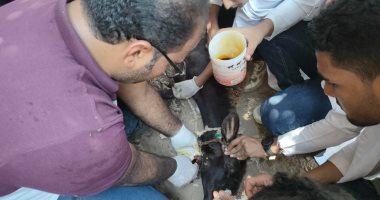 قافلة طبية بيطرية بقرية كفر الغريب ضمن "حياة كريمة" بالمنوفية.. صور