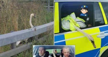 الشرطة البريطانية تلقى القبض على "وزة" على طريقة فيلم Hot Fuzz.. صور