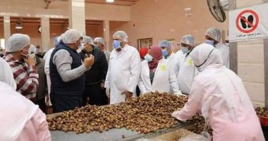 محافظ الوادى الجديد: بدء موسم حصاد التمور بسعر 15 جنيها للكيلو