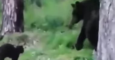 قط يواجه "دب" فى الغابة لحماية صاحبه.. اعرف القصة