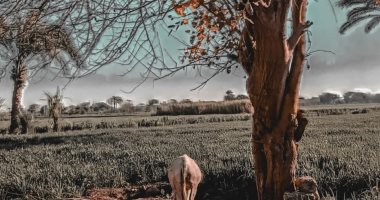 "يوسف" يشارك صحافة المواطن بلقطات تبرز موهبته فى التصوير الفوتوغرافى