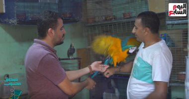 هترد على موبايلك.. العالم السري للبغبغانات فى حلقة جديدة من صندوق محسوب
