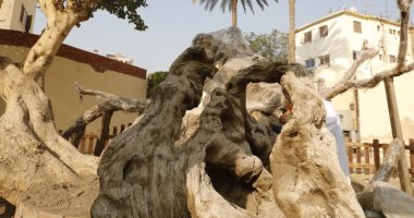 10 معلومات عن شجرة السيدة مريم العذراء فى المطرية إحدى مسارات العائلة المقدسة