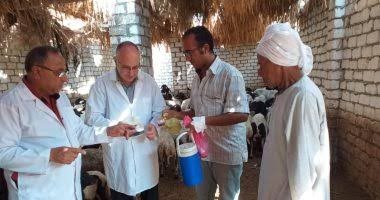 التأمين على 154 ألفا و455 حيوانا بمحافظة البحيرة لتعظيم الإنتاج