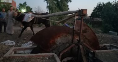  أقدم ساقية لرى الأراضى الزراعية فى المنوفية عمرها 120 سنة.. صور