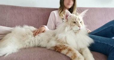 نسل العمالقة اللطفاء.. القط "لوتس" نجم انستجرام فى السويد.. ألبوم صور