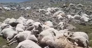 صاعقة رعدية تقتل 550 رأسا من الأغنام فى جورجيا.. فيديو