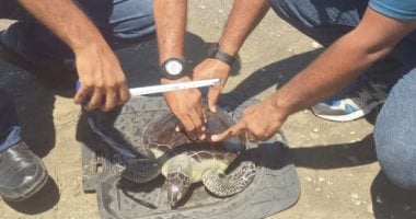 البيئة تنحج في إنقاذ سلاحف بحرية مهددة بالانقراض وإعادتها لبيئتها الطبيعية