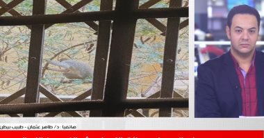 القرود هربت وهاجمت الناس بالطوب.. وبيطري: تهدد بانتقال فيروسات للمواطنين.. فيديو