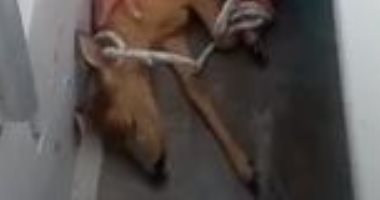 صياد بريطاني ينقذ غزالا صغيرا من الغرق خلال رحلة صيد مع أسرته.. فيديو