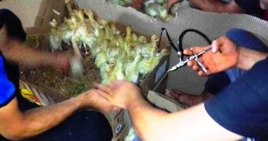 تحصين 39 ألف طائر ضد إنفلونزا الطيور و200 ندوة إرشادية بالشرقية