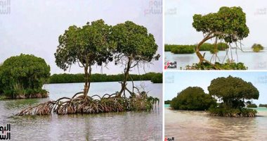 "المانجروف" زينة شواطئ البحر الأحمر.. أقدم الأشجار الساحلية.. معروفة بـ"القرم والقندل والشورا".. تنمو بمناطق المد والجزر وفروعها وجذورها تعد حضانات طبيعية وأماكن تزاوج بعض الكائنات.. تنتشر فى سفاجا وحماطة