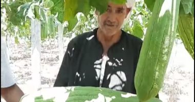 تجربة الأهالى فى إحياء المحاصيل المنسية.. قرية الكفر القديم تحارب البطالة بـ"اللوف".. السعر يتراوح من 10 إلى 25 جنيها.. وكيل زراعة الشرقية: محصول مربح ويجلب عملة صعبة للبلاد.. وتتركز زراعته فى بلبيس وأبوكبير