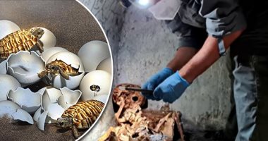 أروق 7 أخبار × 24 ساعة.. اكتشاف آلاف من "الدولار الرملى" على شواطئ ولاية أمريكية.. وصياد بريطانى ينقذ غزالا صغيرا من الغرق خلال رحلة صيد مع أسرته.. والعثور على بيضة سلحفاة عملاقة تعود لأكثر من 90 مليون عاما