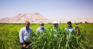 زراعة الوادى الجديد: تنفيذ مشروع العيادة الزراعية فى 65 حقلا إرشاديا