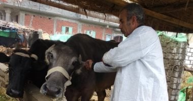 بيطرى المنوفية: تحصين 283 ألف رأس ماشية ضد مرض الحمى والوادى المتصدع