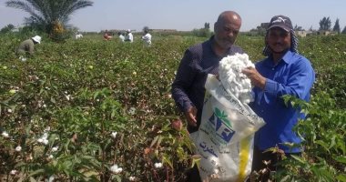 بدء موسم حصاد القطن شرق قناة السويس وزيادة المساحة المنزرعة لـ1200 فدان.. صور