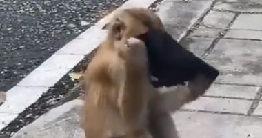قرد يقلد البشر ويرتدى كمامة طبية للحماية من فيروس كورونا .. فيديو وصور