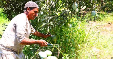أخضر وأصفر واحمر كمان.. على كل لون يامانجة شعار موسم حصاد ملكة الفواكه