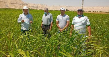 فرق العيادة الزراعية بالوادى الجديد تنفذ فعاليات لرصد الآفات المهددة للمحاصيل