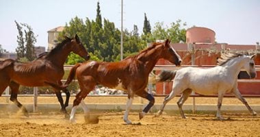 الخيول .. نبل .. وذكاء .. وجمال