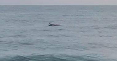 أهالى يرصدون ظهور دولفين يسبح بمياه بحر العريش.. فيديو