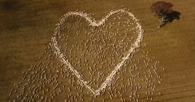 راعٍ يستخدم أغنامه لنعي عمته بطريقة مبتكرة لعدم تمكنه من حضور جنازتها.. صور