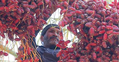 الأقصر تعلن عن مزايدة لبيع ناتج ثمار نخيل البلح لعام 2022
