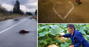 أروق 7 أخبار × 24 ساعة.. دراج أسترالى يعبر مضيق البوسفور بدراجته النارية بطريقة مبتكرة.. مزرعة صينية تحصد "قرع عسل" عملاق وزن الواحدة يزيد على 100 كيلو.. وسمكة تحاول القفز لتعبر طريق أسفلتى للوصول للمياه
