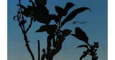 "نور" تشارك "صحافة المواطن" موهبتها بالتصوير