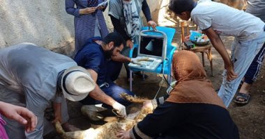 حياة كريمة.. فحص وعلاج 5903 رؤوس ماشية مجانا لصغار المزارعين بالمنوفية