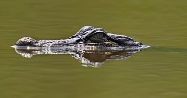 إعصار إيدا يتسبب فى انتقال التماسيح من المستنقعات إلى شوارع أمريكا.. صور