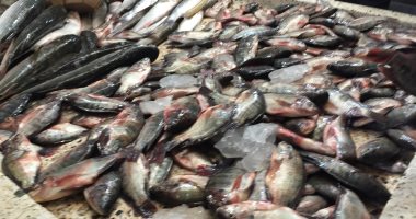 جولة فى سوق السمك بالإسماعيلية.. الجمبرى بـ120 جنيها والبورى بـ50