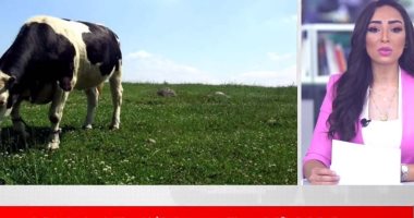 عودة جنون البقر.. البرازيل تعلّق تصدير اللحوم بعد اكتشاف حالتين من المرض (فيديو) 