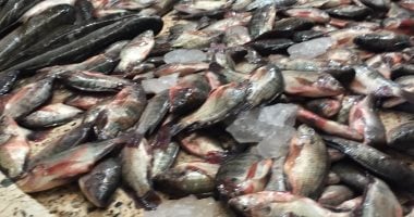 الجمبري بـ65 جنيها والدنيس بـ90 والشبار بـ15.. جولة داخل سوق الأسماك بالإسماعيلية