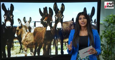 هل تنقرض الحمير؟.. تحذيرات عالمية من خفض أعدادهم و"البيطريين" ترد.. فيديو
