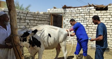 الزراعة: تلقيح اصطناعى للماشية بسيوة لأول مرة ضمن مساهمات مبادرة حياة كريمة