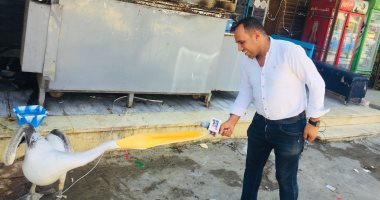 بجعة الإسماعيلية.. تعيش منذ 20 عامًا بصحبة أحد المواطنين فى الشارع التجارى.. أصبحت أحد معالم المحافظة وحوّلت اسم المنطقة إلى "محطة البجعة".. تتغذى على السمك البورى ويتفاءل بها المواطنون.. صور