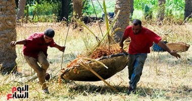 أصفر ولونه جميل رزقه وخيره كتير.. موسم حصاد البلح السيوى بالمرازيق.. ألبوم صور