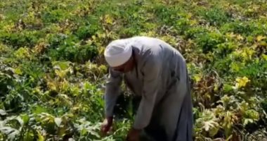 شتلات الفراولة تزين حقول الشرقية.. تعرف على طرق زراعتها.. فيديو