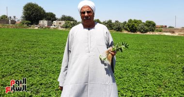 شتلات الفراولة تزين حقول الشرقية.. الفدان يحتاج إلى 40 ألف شتلة.. الفلاح المثالى على مستوى الجمهورية فى زراعة الفراولة: الفدان يعطى إنتاجية من 25 إلى 30 طنا بتكلفة 130 ألف جنيه وتحقق الربح فى التصدير.. فيديو