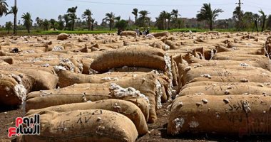 الآلية الجديدة تعيد العرش للقطن المصرى في الصعيد بأسعار تاريخية .. صور