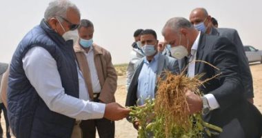 نجاح زراعة أشجار الذهب الأخضر بالوادى الجديد.. 15 ألف فدان مزروعة بأشجار الجوجوبا لإنتاج أغلى الزيوت بالعالم.. مركز باريس يحصد أغلبية المساحة ويضم أكبر مشتل جوجوبا بالشرق الأوسط.. وتسهيلات لدعم الزراعات الطبية
