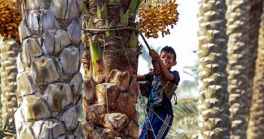 يا طالع النخلة هاتلى معاك ضحكة.. موسم تجفيف البلح السيوى.. ألبوم صور