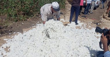 حلاوة دهب بلدنا.. حصاد محصول القطن بمزارع قطاع الإنتاج بكفر الشيخ "فيديو"